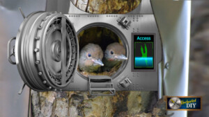 Predator defense: Flicker babies sticking heads out of bank vault door mounted over nest entrance