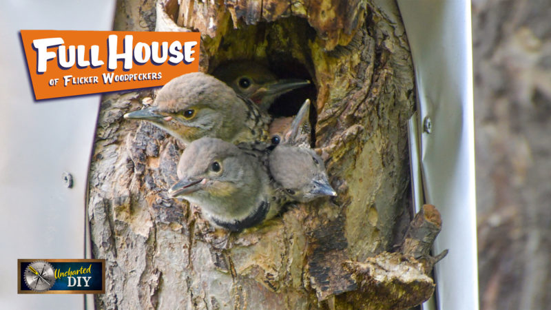 Five Flicker woodpeckers sticking out of nest hole with "Full House" logo from old TV show