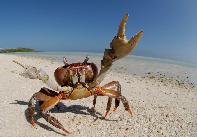Fiddler crab with one giant claw from cutting metal bar stool legs by hand