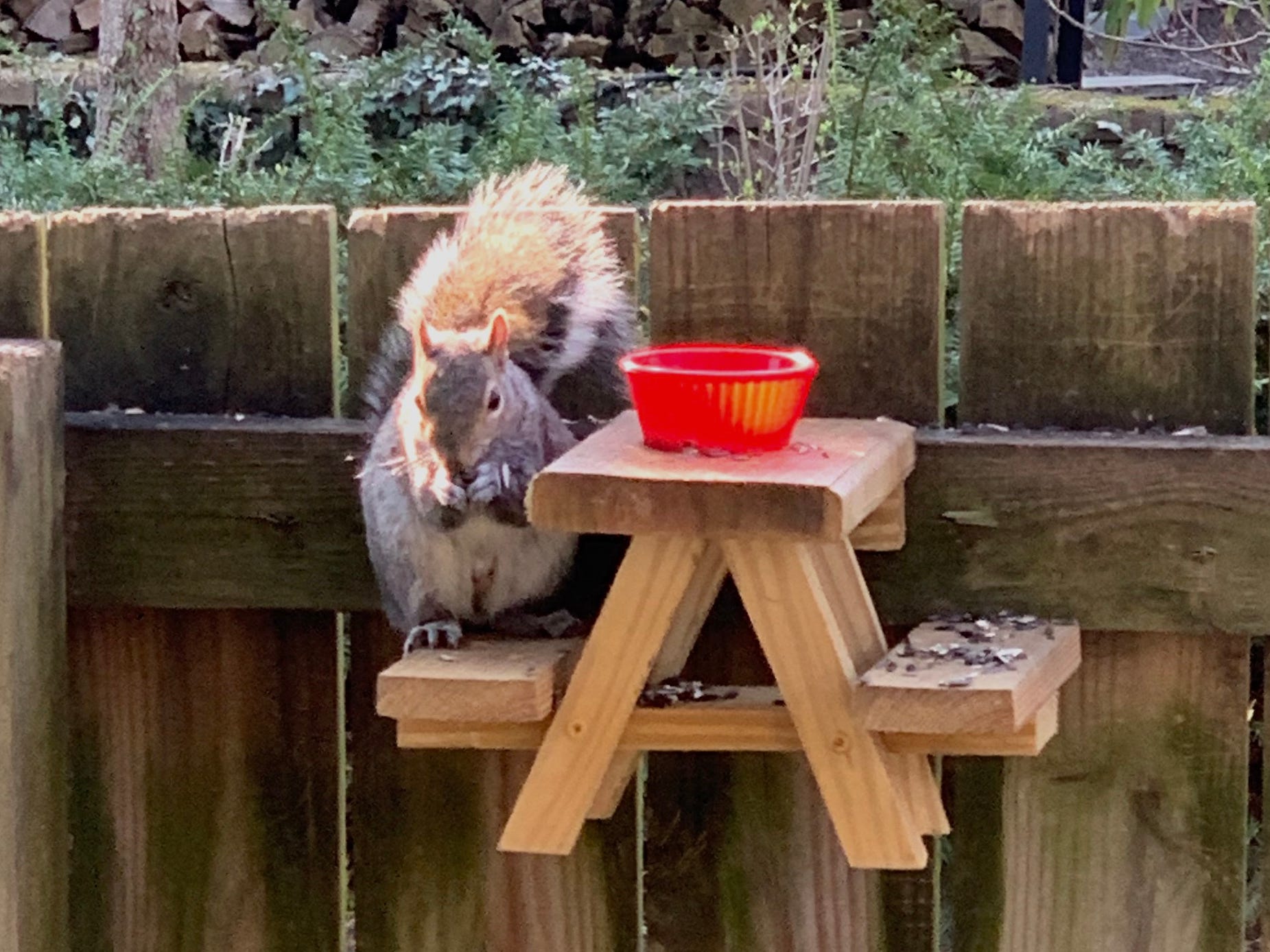 A squirrel sitting and eating at a picnic table feeder