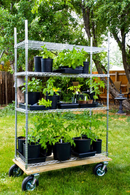 Plants on mobile storage rack, cart, shelf outside