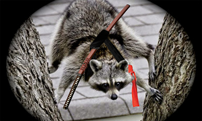 Stealthy Ninja Raccoon perched in tree